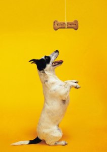 I would advise against rewarding yourself with dog food.